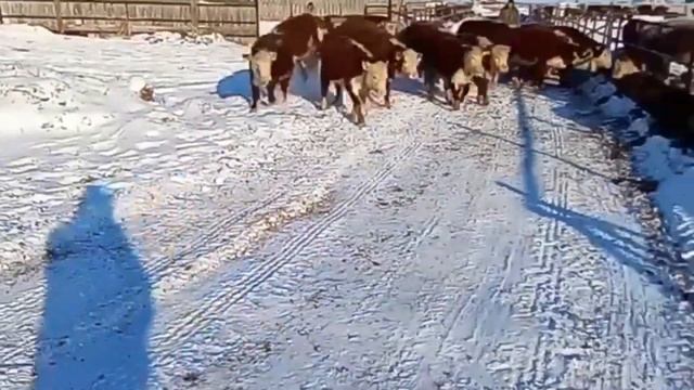Телята на откорме. Телята на подсосе. Телята Герефорды. IEC.