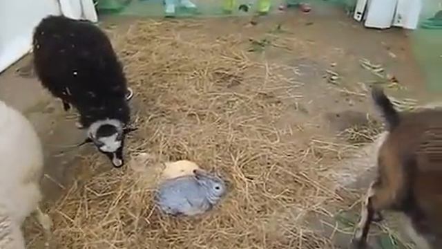 ферма фото, В Москве, 8 (916) 702-11-08 смотреть онлайн