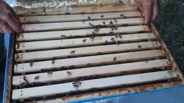 Акация цветёт, мёд несут, НО... 08.06.2020 смотреть онлайн