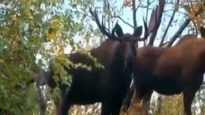 Охота на лося с луком