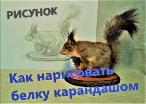 Как нарисовать белку карандашом /Рисунок