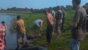 Обычная рыбалка на обычного сома 50кг Десна