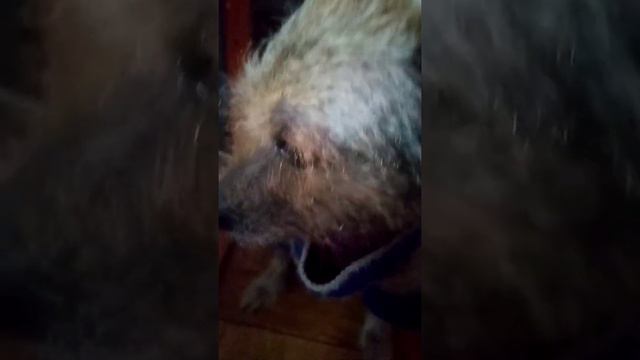 Сколько нужно пройти чтобы уговорить Стеську кушать- кремень смотреть онлайн