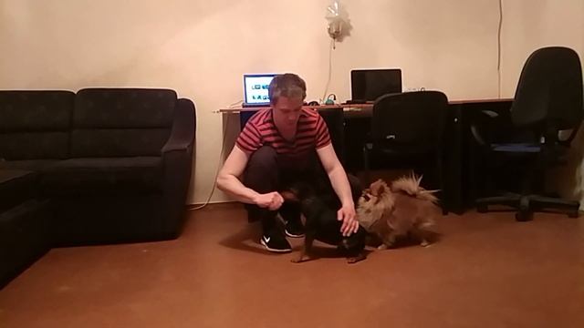 Команда ДАЙ ЛАПУ| Как научить собаку давать лапу| дрессировка собак смотреть онлайн