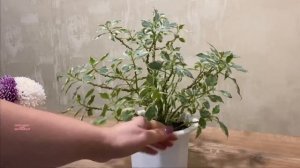 БАЛЬЗАМИН вариегатный #черенкованиерастений