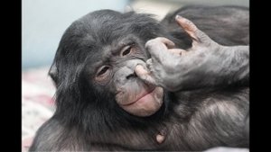 Дан Запашный проводит эфир с шимпанзе Боней