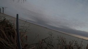 Охота на утку 2022, Ростовская область.