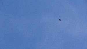 Сокол Сапсан жёстко напал на голубей. Peregrine Falcon attacked pigeons