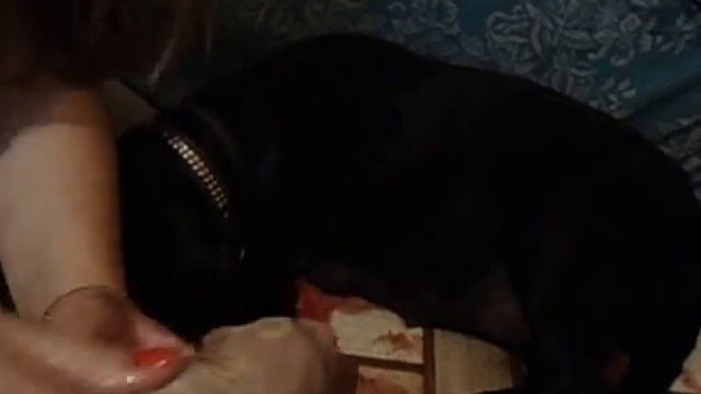 Роды Лабрадор - Мадина  02.09.2015 смотреть онлайн