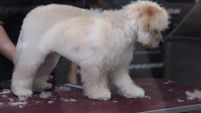 How to Groom a Maltipoo? - Maltipoo puppy