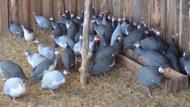 Продаются 4 самца цесарок: один голубого цвета и три черного. Находятся в Шахтер