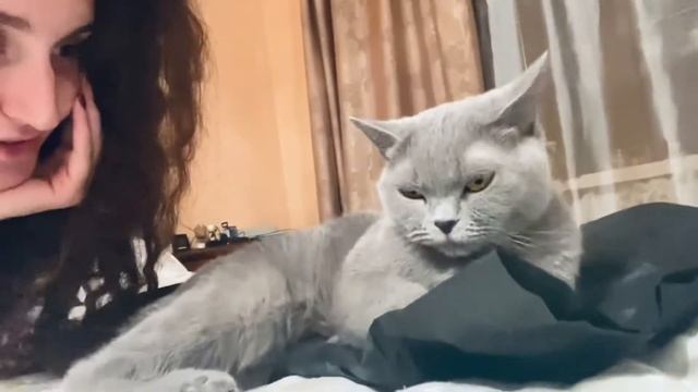 Я и моя красивая британская кошка по имени Герцогиня❤️#видеоскотами #британскаякошка