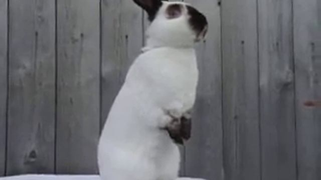 Самец Калифорнийской породы.И.Глазырин.ЛПХ "Милка" смотреть онлайн