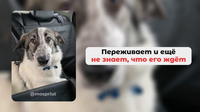 Сириус из приюта Щербинка стал домашним в январе 2023 года. Рассказываем его историю