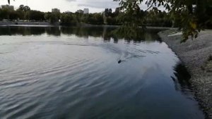 Миха тестирует радиоуправляемый катер Fei Lun FT009 Racing Boat