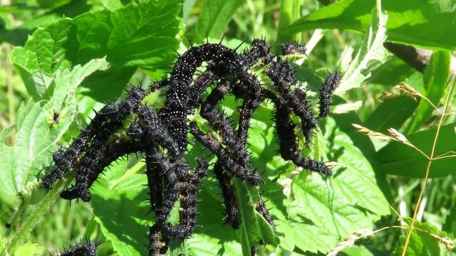 Скопление гусениц Павлиний глаз, Larvas of European peacock смотреть онлайн