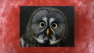 Веселые эмоции животных