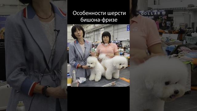 Особенности шерсти породы бишон-фризе