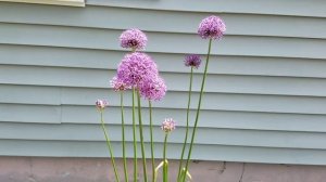 Allium Purple Sensation and Allium Gladiator