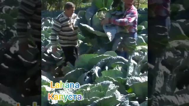 Турецкий язык | Lahana - Капуста