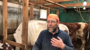 Привязное, стойловое содержание коров в ЛПХ Фроловых