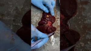 Печень кошки