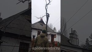 Спил аварийного дерева. Арборист Донецк Макеевка Харцызск Енакиево Шахтёрск спил дерева обрезка