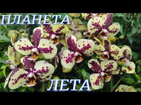 №662/ ОБЗОР орхидей в с/ц ПЛАНЕТА ЛЕТА к 8 МАРТА