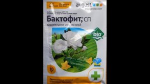 Мучнистая роса на чёрной смородине