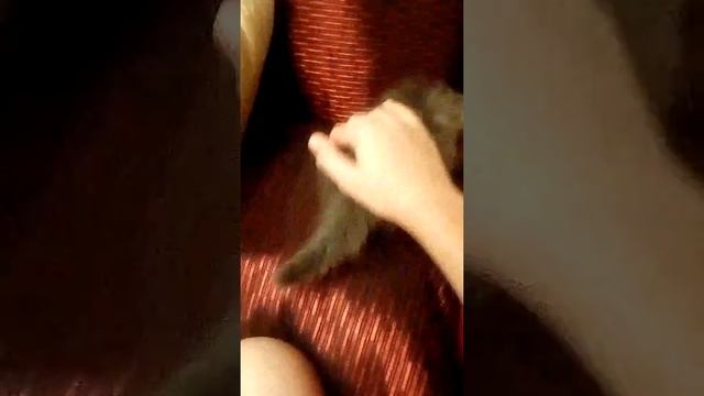 Подарили котёнка!!! смотреть онлайн