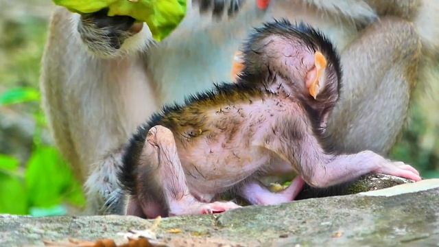 Tiny baby monkeys are very active to walk making mom Spring hard to care for. смотреть онлайн