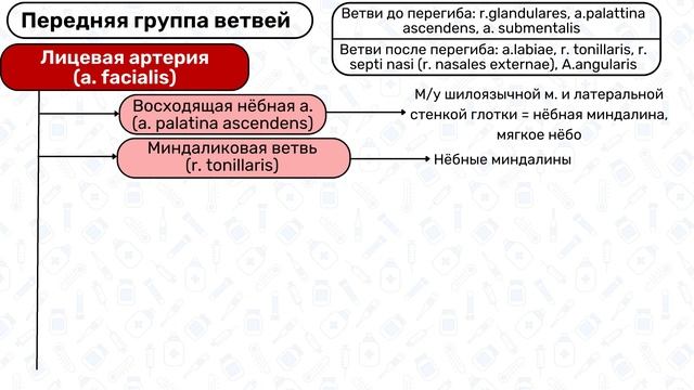 Наружная сонная артерия Анатомия / Кровоснабжение головы, ветви сонной артерии смотреть онлайн