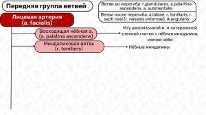 Наружная сонная артерия Анатомия / Кровоснабжение головы, ветви сонной артерии