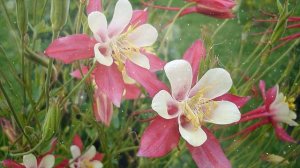 Как Выращивать Аквилегию Из Семян В Домашних Условиях