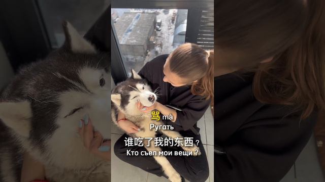 Говорим с собакой на китайском 🇨🇳🐶#китайский #онлайнобучение #учукитайский #изучениеязыков #собака