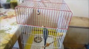 Волнистые попугаи (видео от наших друзей)