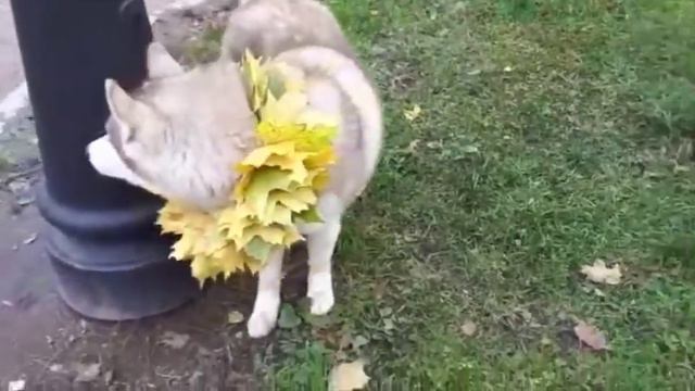 Поздравляем нашего Итошку с Днём Рождения!Сегодня нам исполнилось 2 года!!!❤ смотреть онлайн