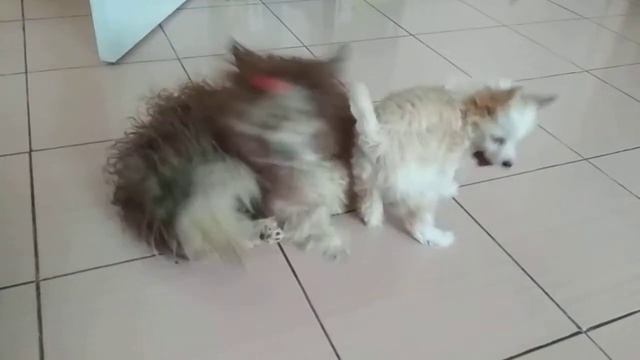 Щенок отжимает игрушку у собаки. Китайские хохлатые. смотреть онлайн