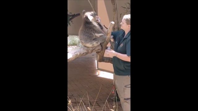 Amazing Australian animals (Cleland Wildlife Park)\ Удивительные животные Австралии смотреть онлайн