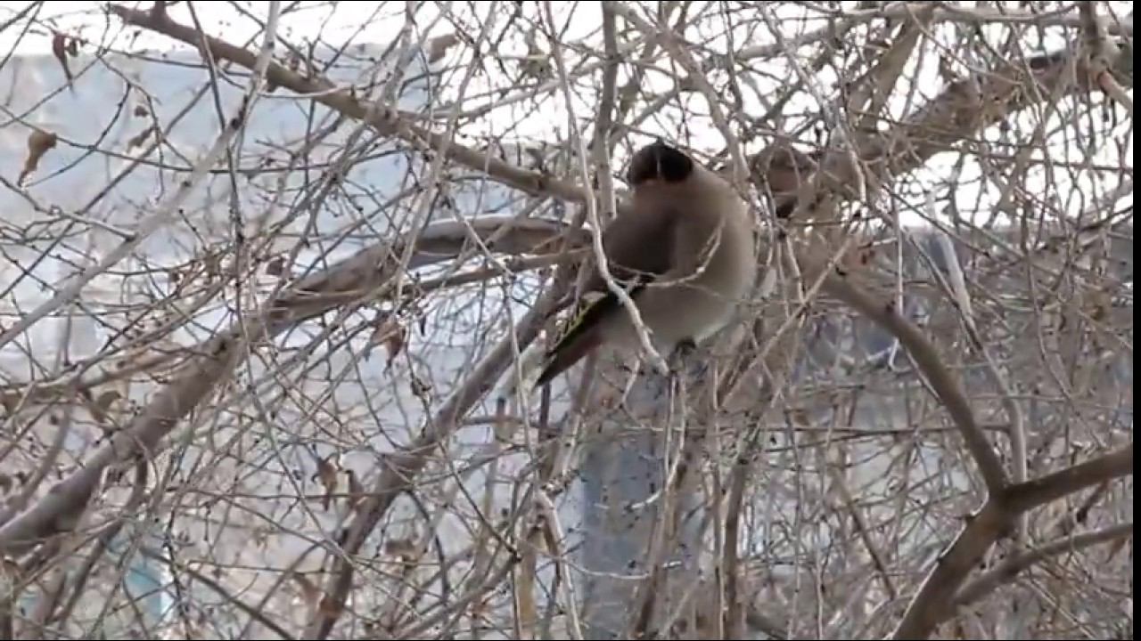 Свиристели в Центре Новосибирска