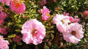 Канадская роза Джон Дэвис (John Davis)