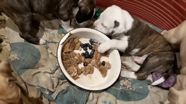 Ужин у щенков амстаффа в 32 дня: куриные шейки, бараний рубец, голубика. смотреть онлайн