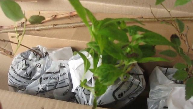 Фритилярия, черешня, жимолость, рододендрон , виноград , саккура кустовая, гортензии смотреть онлайн