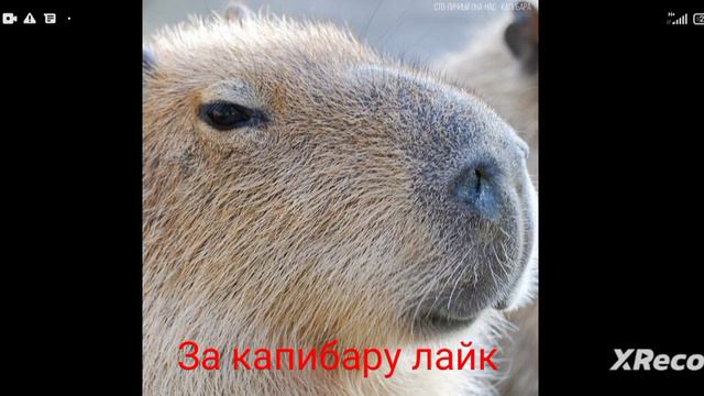 Капибара песня