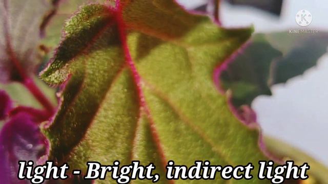 purple velvet plant/royal velvet plant