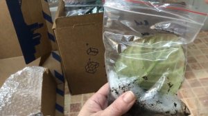 Как я упаковываю и отправляю посылки с листиками