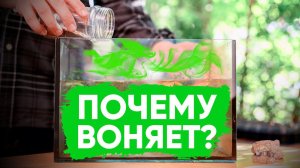 8 причин неприятного запаха из аквариума