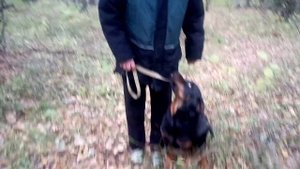 ДРЕССИРОВКА И ВОСПИТАНИЕ РОТВЕЙЛЕРА. #7 Собака тянет,что делать