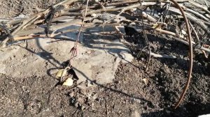 Укрытие виноградника на зимовку  в Сибири