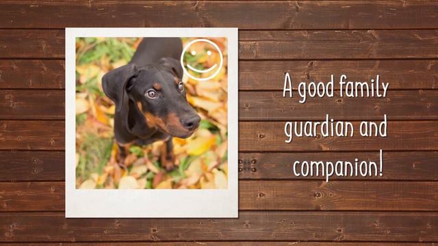 Doberman Pinscher Breed Facts смотреть онлайн